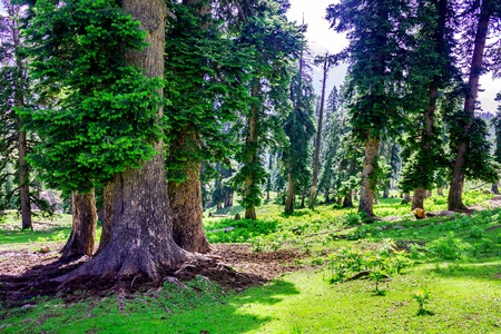 Pine Forest with Green fieldの写真素材
