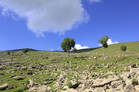 Tree on hillの写真素材