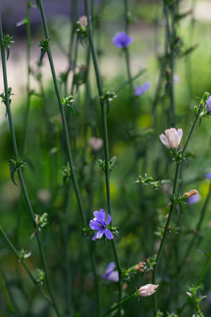 Field with daisies and wildflowersの写真素材