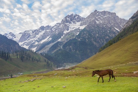 Grazing horses in the mountainsの写真素材