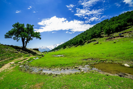 Rolling Green Hills and Cattleの写真素材