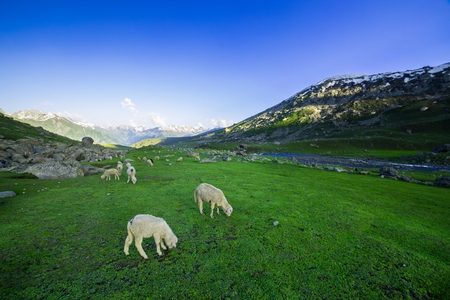 Sheep in Springtimeの写真素材