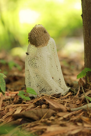 Dictyophora indusiata, Stinkhorn tropical mushroom with is netの写真素材