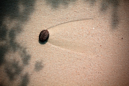 Seed on beachの写真素材