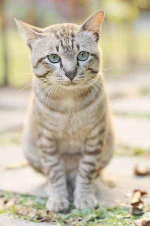 Domestic Cat lonelinessの写真素材