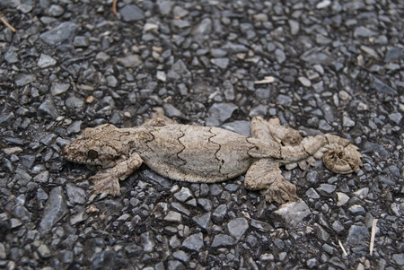 Flying geckoの写真素材