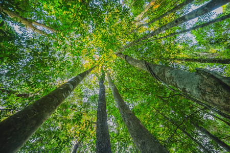 Low-angle shot of beech tree forest