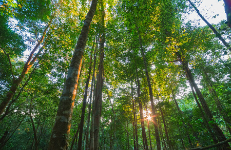 Forest with the sun behindの写真素材