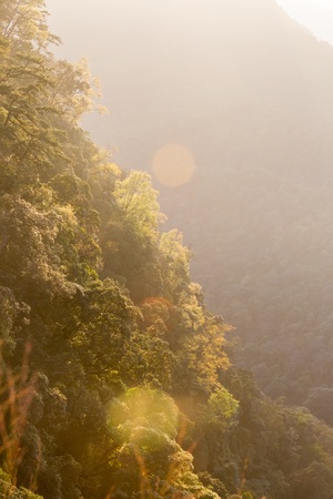 Forest with the sun behind
