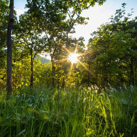 Forest with the sun behindの写真素材