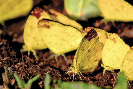 Group of butterflyの写真素材