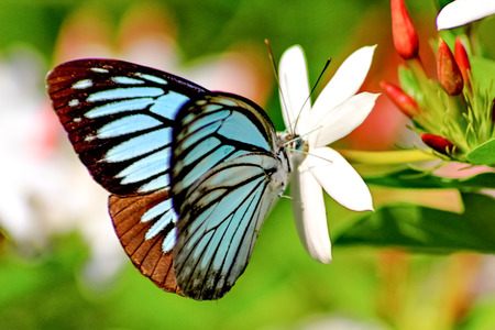 butterflyの写真素材