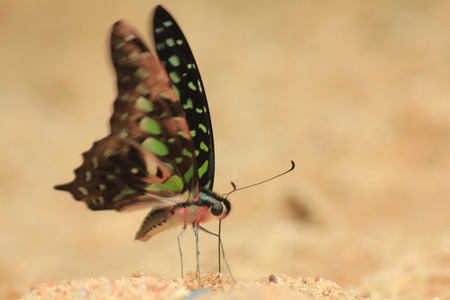 butterflyの写真素材