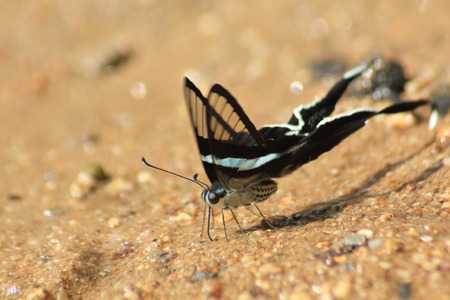 butterflyの写真素材