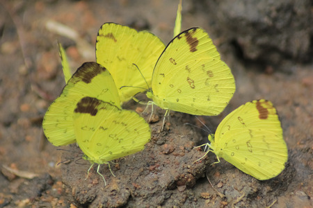 Group of butterflyの写真素材