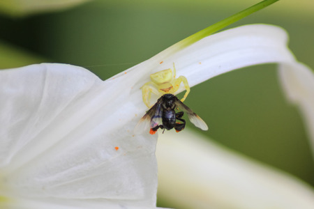 Crab spider hunting a wasp on flowerの写真素材