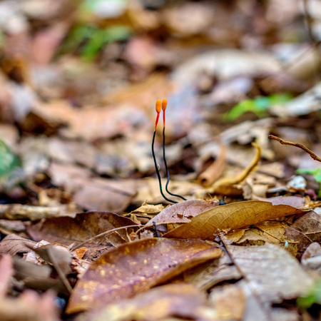 Cordyceps niponnicaの写真素材