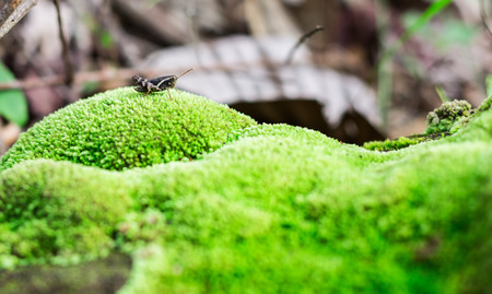 Close-up of an alert brown grasshopper on mossの写真素材