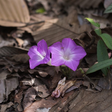 Beautiful spring colorsの写真素材