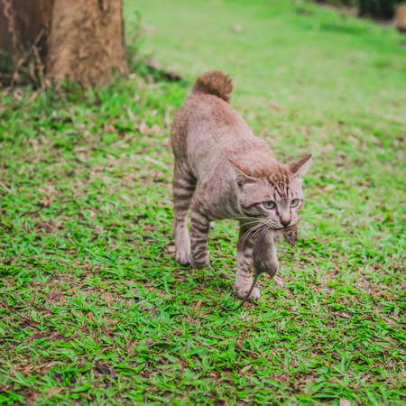 Cat hunt ratの写真素材