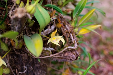 Orchid of Bulbophyllum orientale Seidenfの写真素材