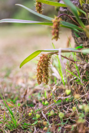 Orchid of Bulbophyllum orientale Seidenfの写真素材