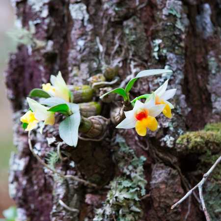 Dendrobium Orchidの写真素材