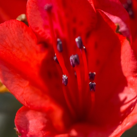 flower close-upの写真素材