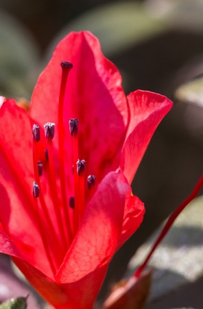 flower close-upの写真素材