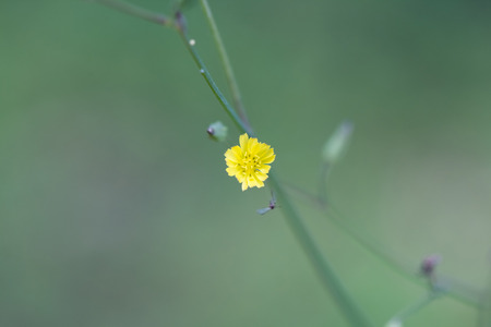 wildflowers in springの写真素材