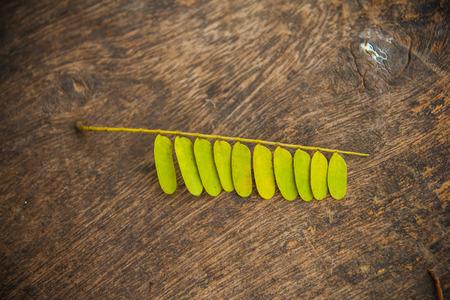 Autumn leaves on old woodsの写真素材