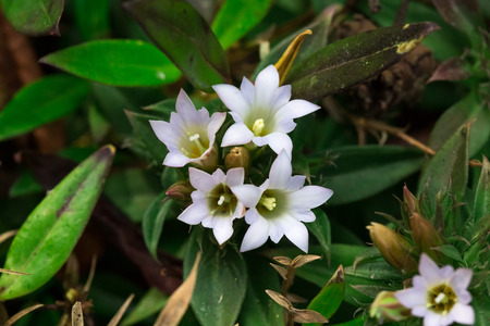 blue blooming gentian in Alpesの写真素材