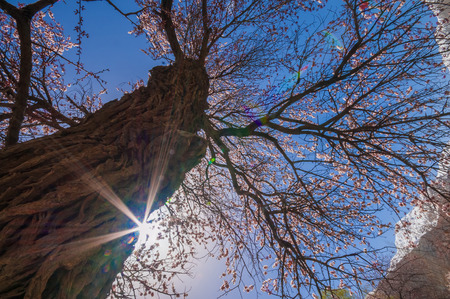 Apricot blossom in Pakistanの写真素材