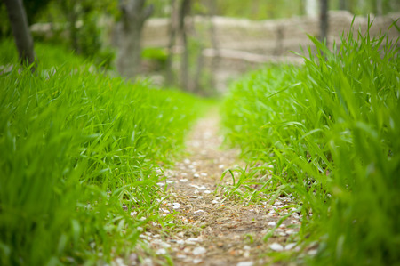 Fresh Green grassの写真素材