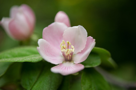 Apricot blossom in Pakistanの写真素材