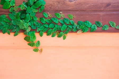 Plant wallの写真素材