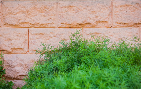 wallの写真素材