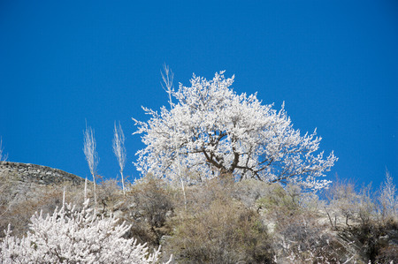 Apricot blossom in Pakistanの写真素材