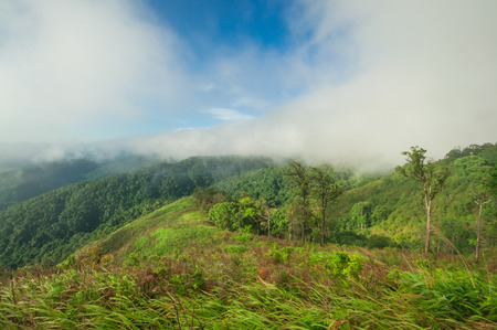 Morning mist in rain forest