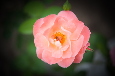 Roseの写真素材