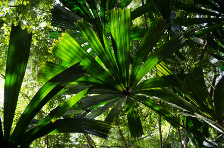 beautiful palm leaves of tree in sunlightの写真素材