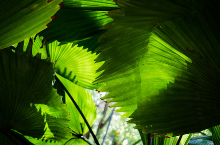 beautiful palm leaves of tree in sunlight