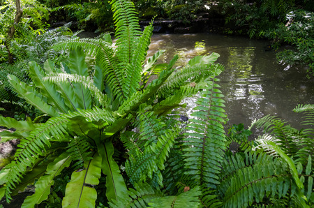 Fern in rainforestの写真素材