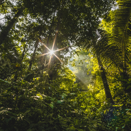Forest with the sun behindの写真素材