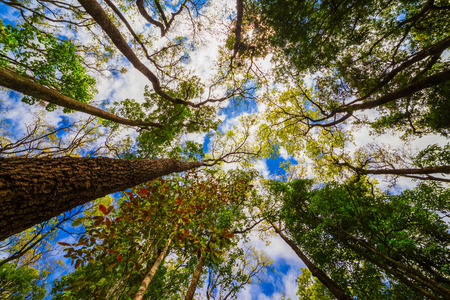Looking up the trunk of a giant rainforest tree to the canopyの写真素材