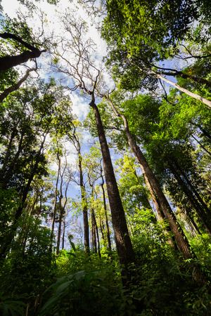 Looking up the trunk of a giant rainforest tree to the canopyの写真素材