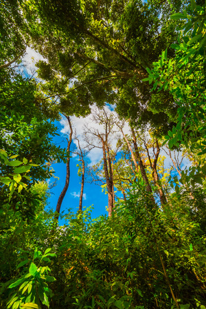 Looking up the trunk of a giant rainforest tree to the canopyの写真素材