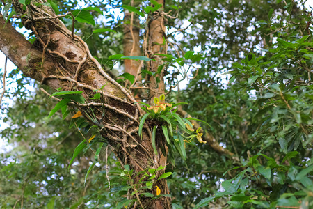 Orchids in the Rainforestの写真素材