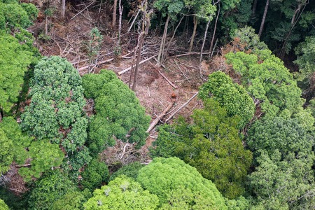 Rain forest destruction in thailand form Aerial viewの写真素材
