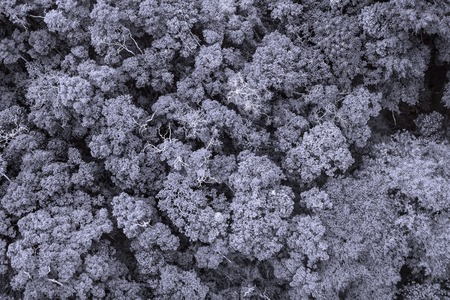 Aerial view of the forestの写真素材